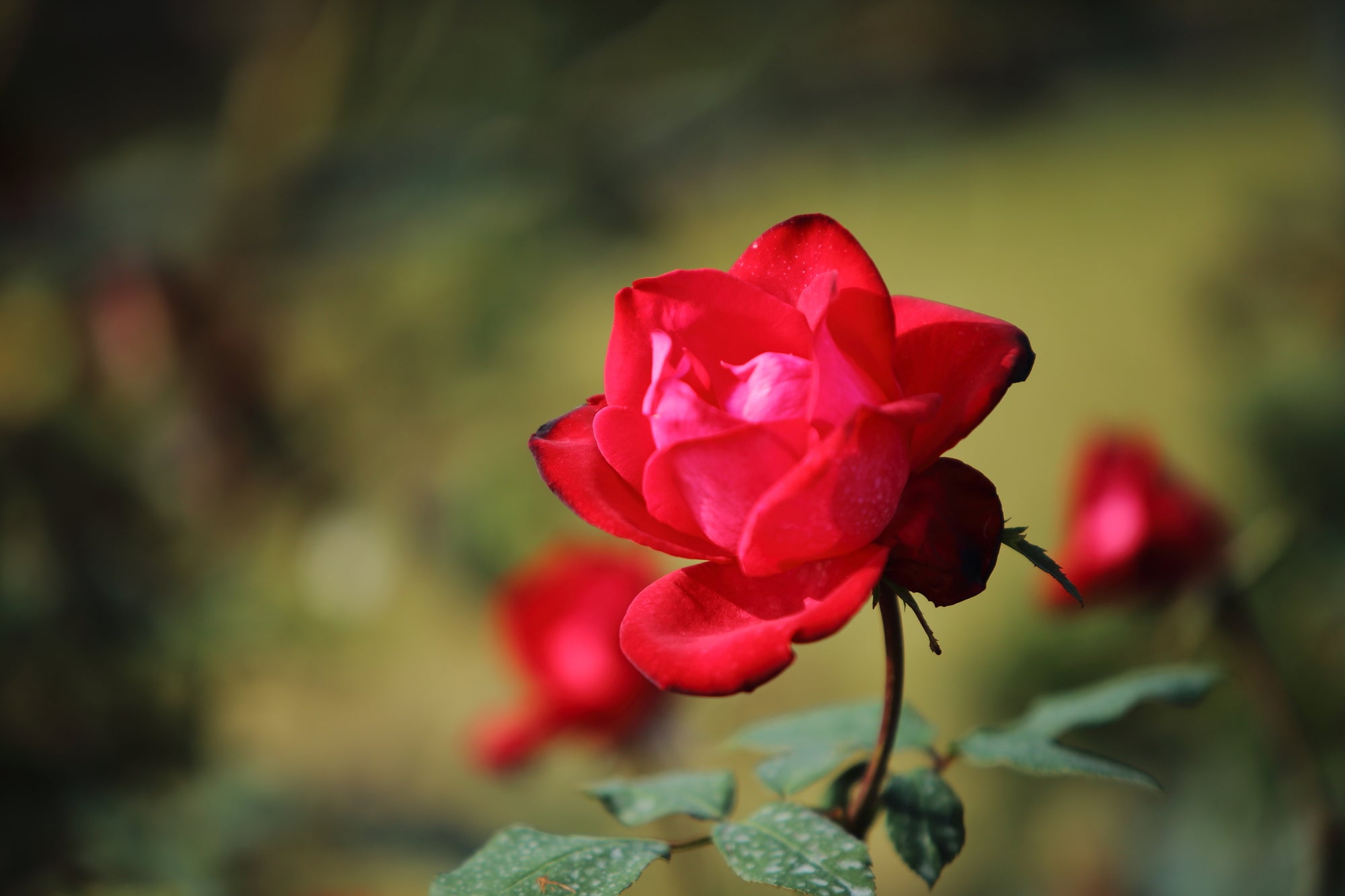 アンチエイジングにも…古代から愛されてきたローズの効果
