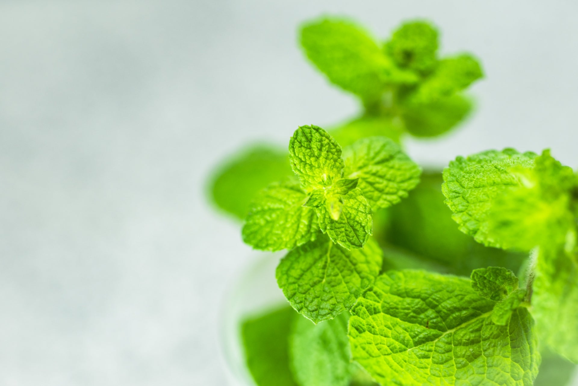 あなたは合成派or天然派 ミントで爽やかに猛暑を乗り切る