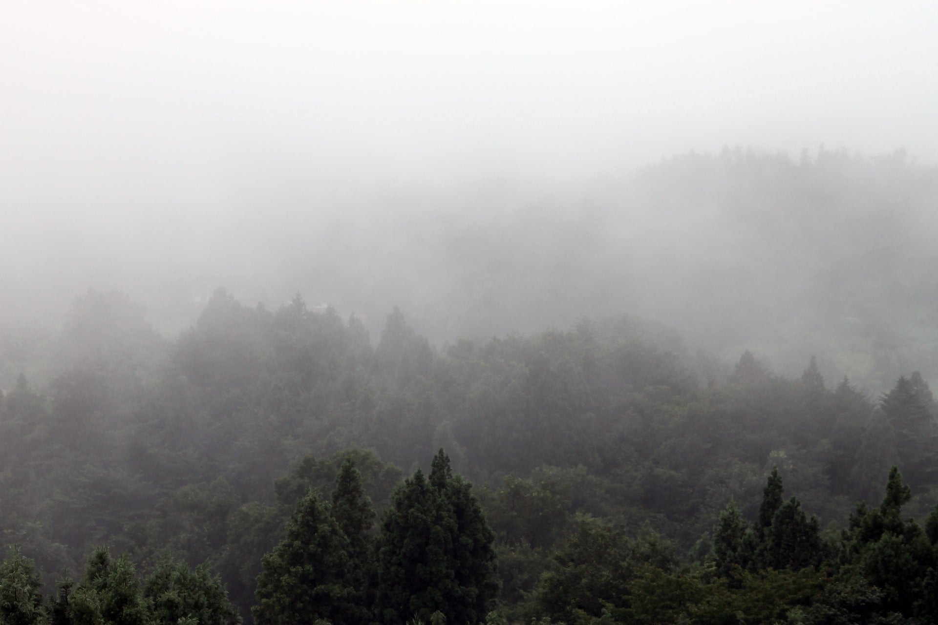 これまでの感謝を込めて。まつりかから大切なお知らせ