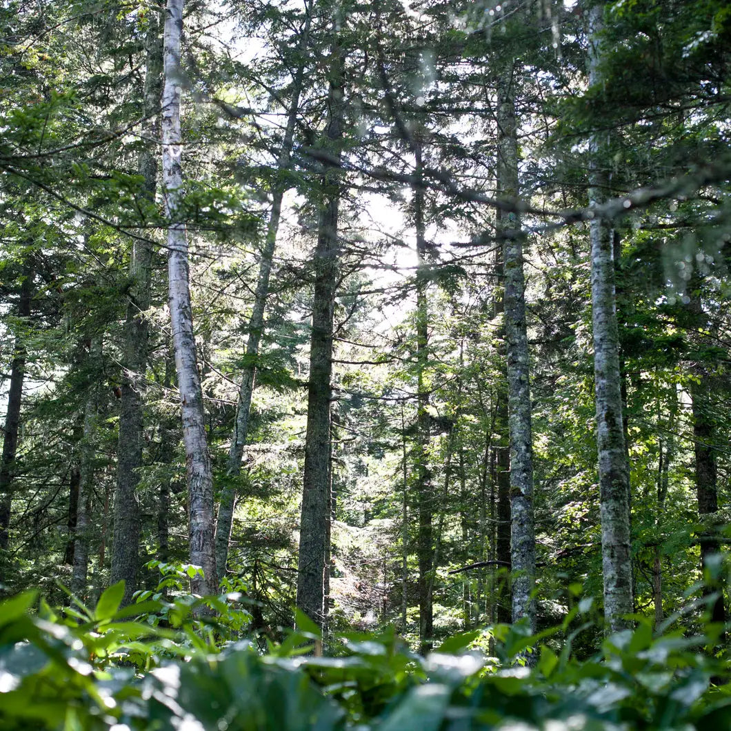 【NALUQ】ナルーク バスミルク